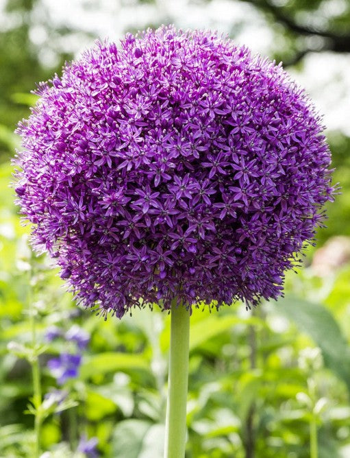 Taylors Bulbs Allium Ambassador (1)