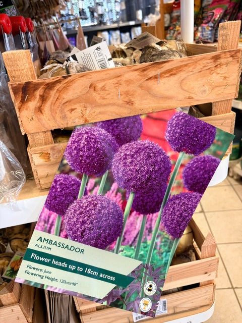 Taylors Bulbs Allium Ambassador (1)