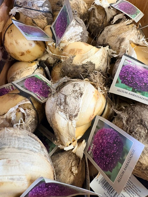 Taylors Bulbs Allium Ambassador (1)