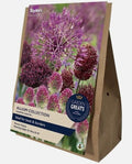 Taylors Bulbs Allium Collection (40)
