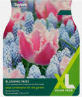 Taylors Bulbs Blushing Skies (25)