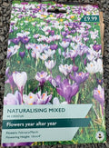 Taylors Bulbs Crocus Naturalising Mix (40)