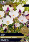 Taylors Bulbs Crocus 'Panda' 7