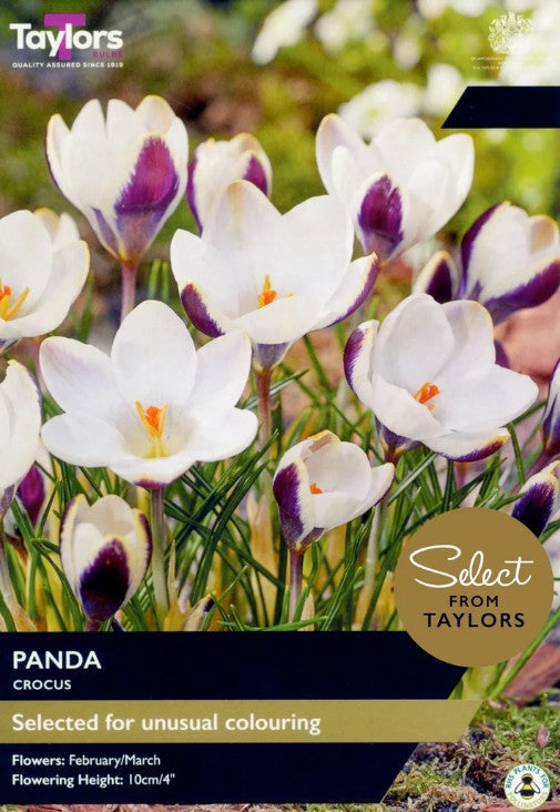 Taylors Bulbs Crocus 'Panda' 7