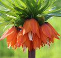 Taylors Bulbs Fritillaria imperialis 'Garland Star' Giant (1)
