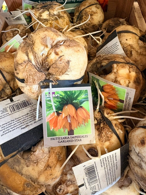 Taylors Bulbs Fritillaria imperialis 'Garland Star' Giant (1)