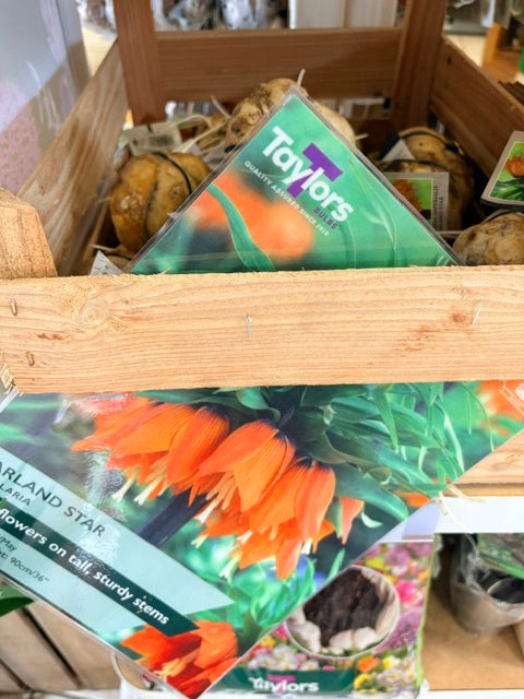 Taylors Bulbs Fritillaria imperialis 'Garland Star' Giant (1)