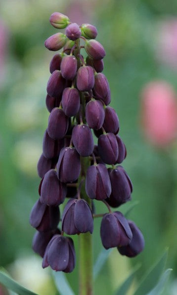 Taylors Bulbs Fritillaria persica Giant (1)