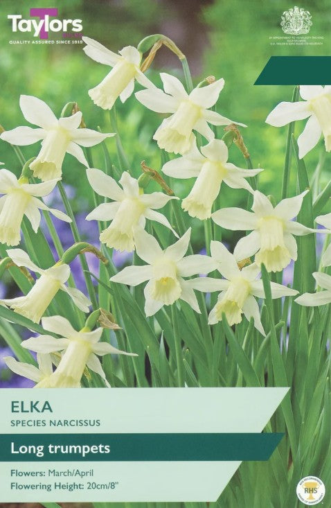 Taylors Bulbs Narcissus Elka (8)