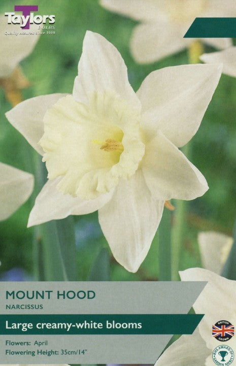 Taylors Bulbs Narcissus Mount Hood (6)