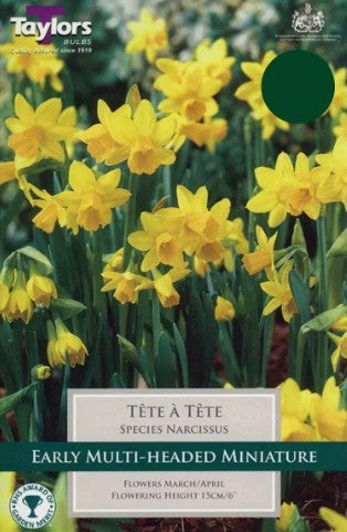 Taylors Bulbs Narcissus 'Tete A Tete' XL Pack (18)