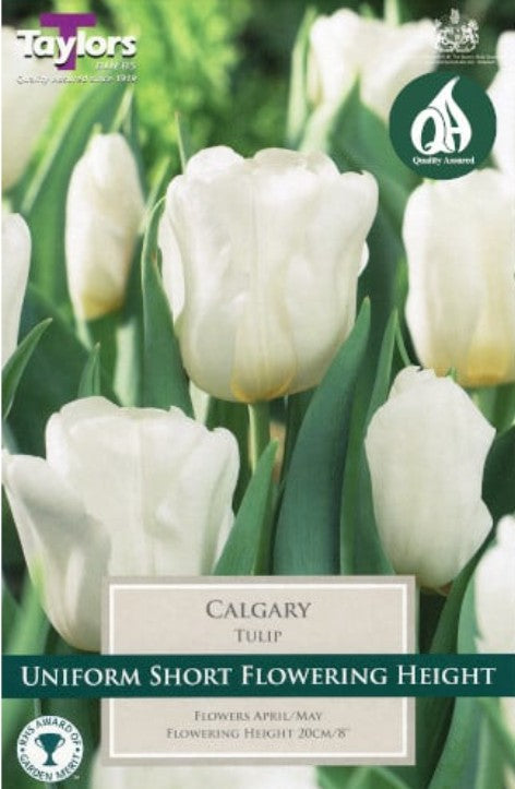 Taylors Bulbs Tulip 'Calgary' (5)