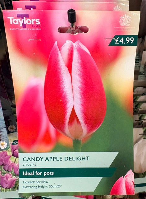 Taylors Bulbs Tulip 'Candy Apple Delight' (7)