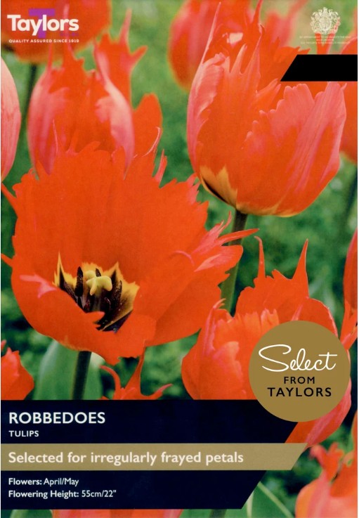 Taylors Bulbs Tulip 'Robbedoes' 6