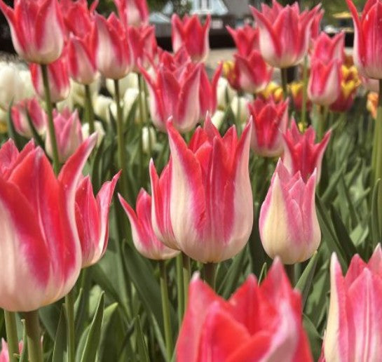Taylors Bulbs Tulip 'Strawberry Romanoff' 7