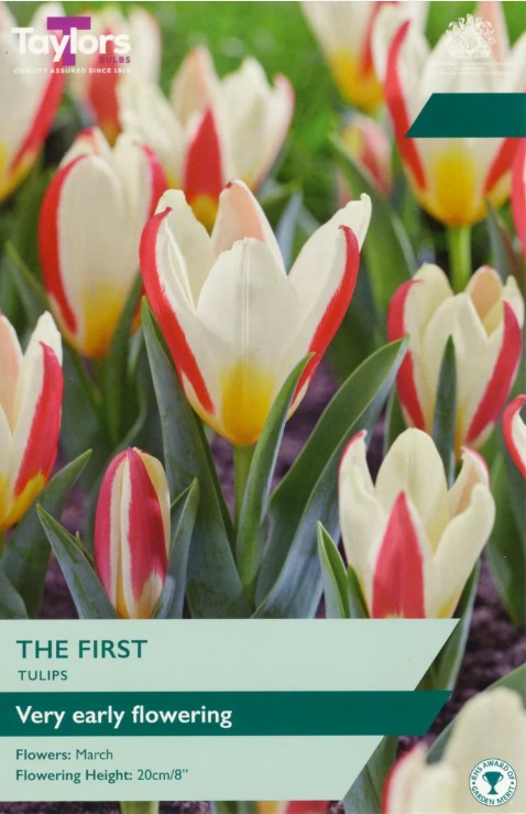 Taylors Bulbs Tulip `The First` (8)